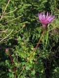 Cirsium schischkinii