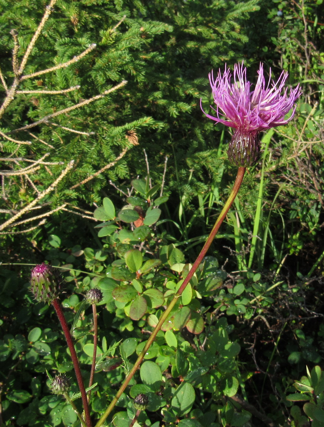 Изображение особи Cirsium schischkinii.