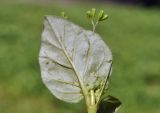 Boerhavia diffusa. Лист (вид на абаксиальную поверхность). Таиланд, Бангкок, парк Люмпини, зарастающий газон. 31.08.2023.