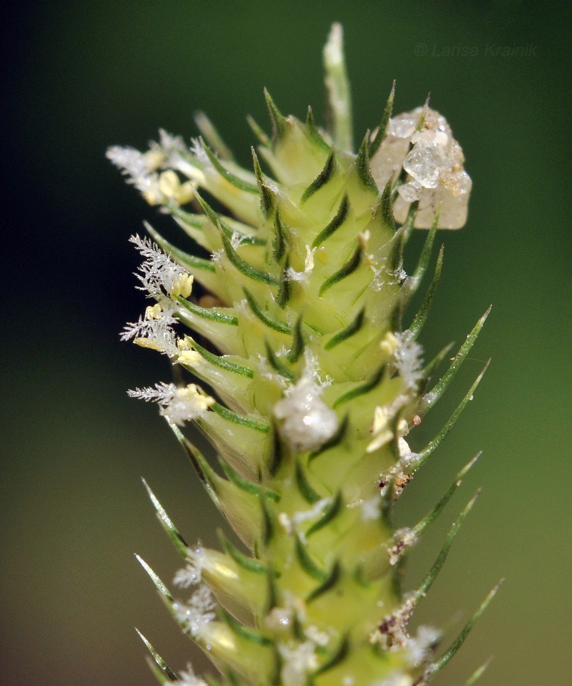 Image of Dactyloctenium aegyptium specimen.