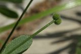 Galium aparine. Плод и часть листа. Беларусь, Витебская обл., пос. Езерище, частная усадьба, в щели между цоколем строения и мощёной площадкой. 23.06.2023.