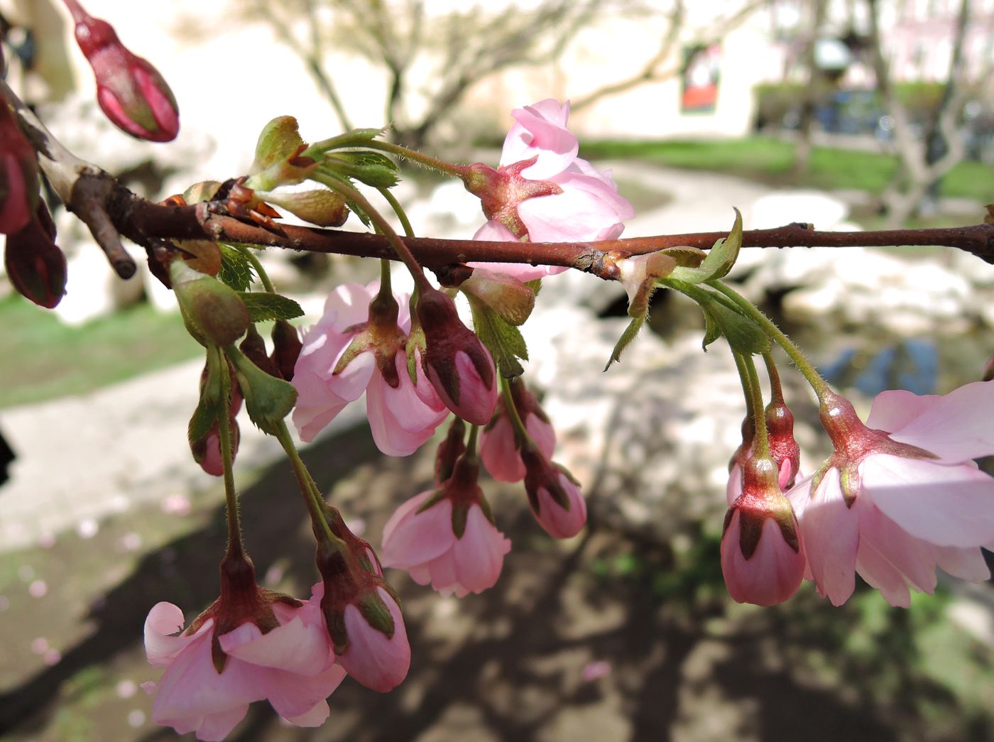 Image of Prunus serrulata specimen.