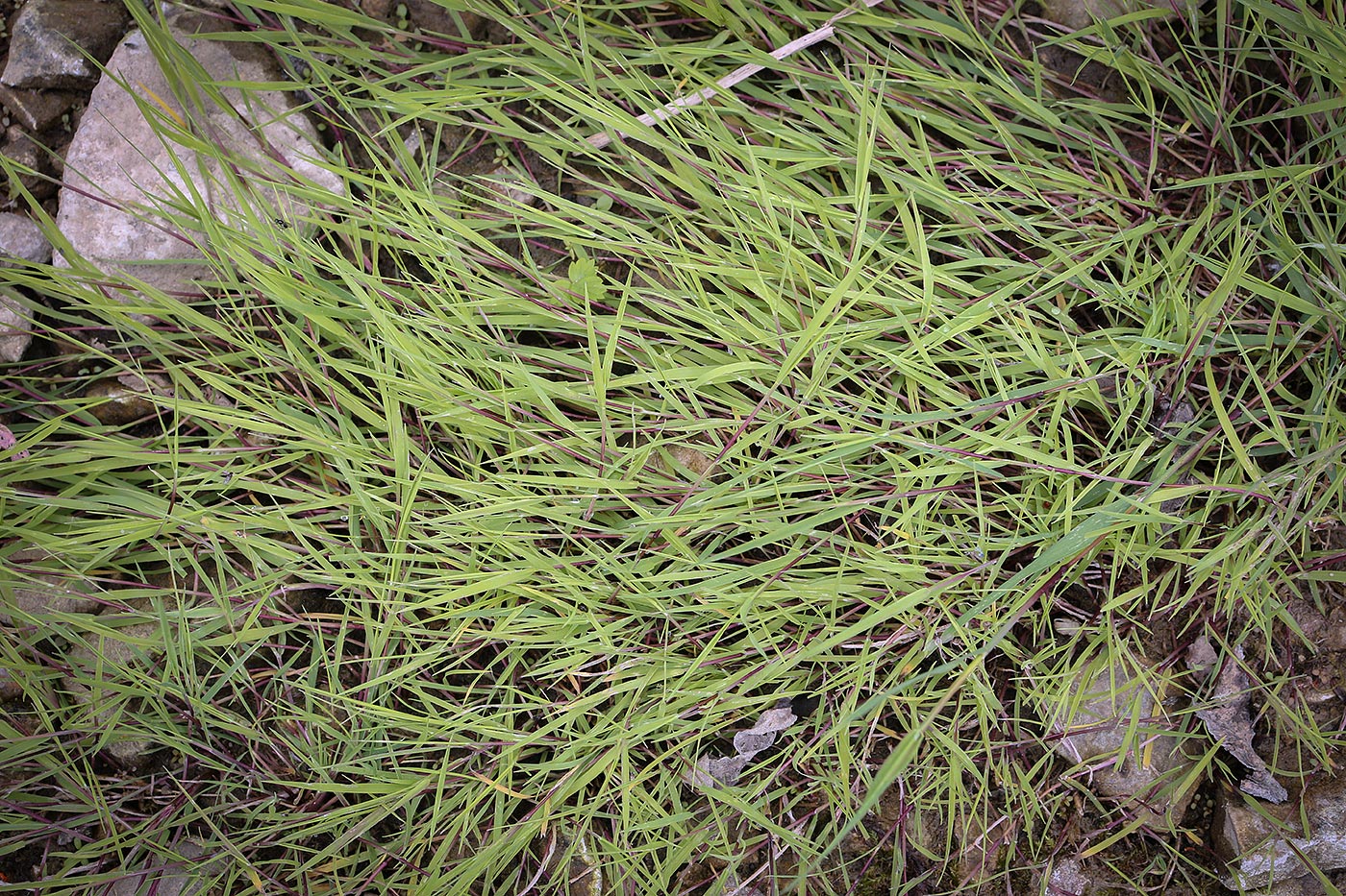 Image of Agrostis stolonifera specimen.