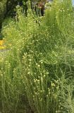 Santolina rosmarinifolia. Побеги расцветающего растения. Италия, обл. Лацио, г. Рим, Ботанический сад, в культуре. 9 июня 2017 г.