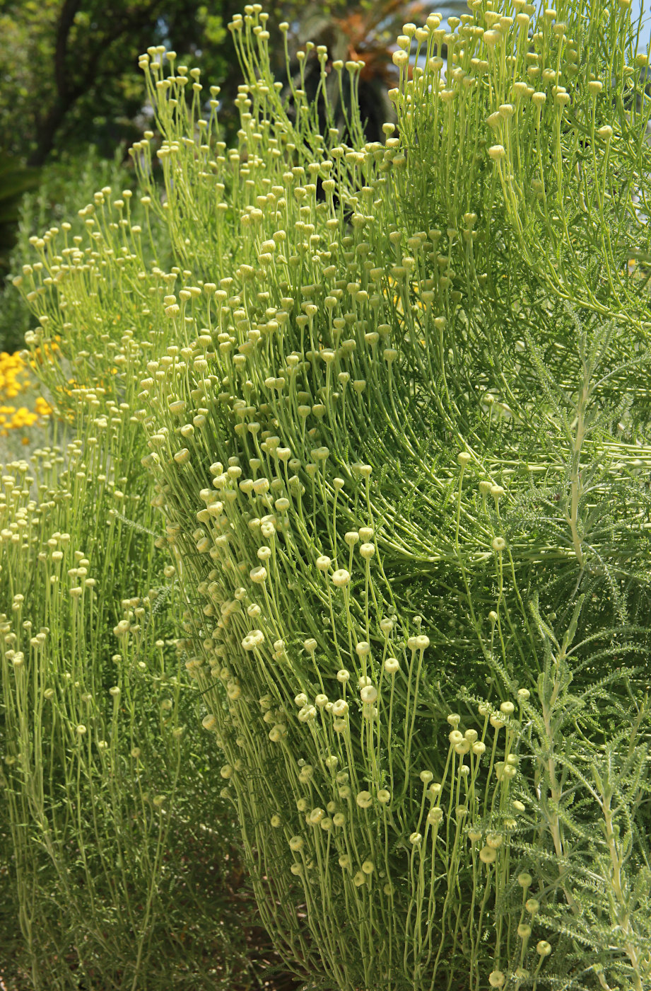 Image of Santolina rosmarinifolia specimen.