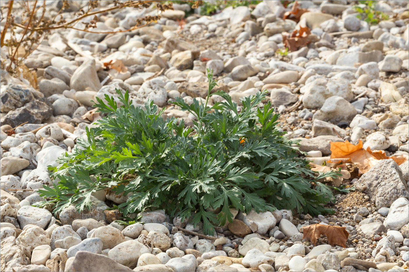 Image of Artemisia absinthium specimen.