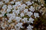 Astrodaucus orientalis. Соцветие. Чечня, Веденский р-н, берег оз. Кезенойам, ≈ 1800 м н.у.м., каменистый участок берега. 25.07.2022.