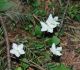 Moneses uniflora