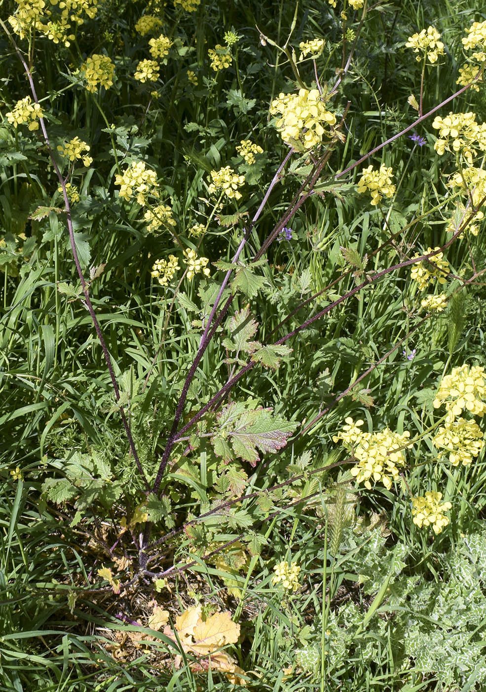 Image of Sinapis alba ssp. mairei specimen.