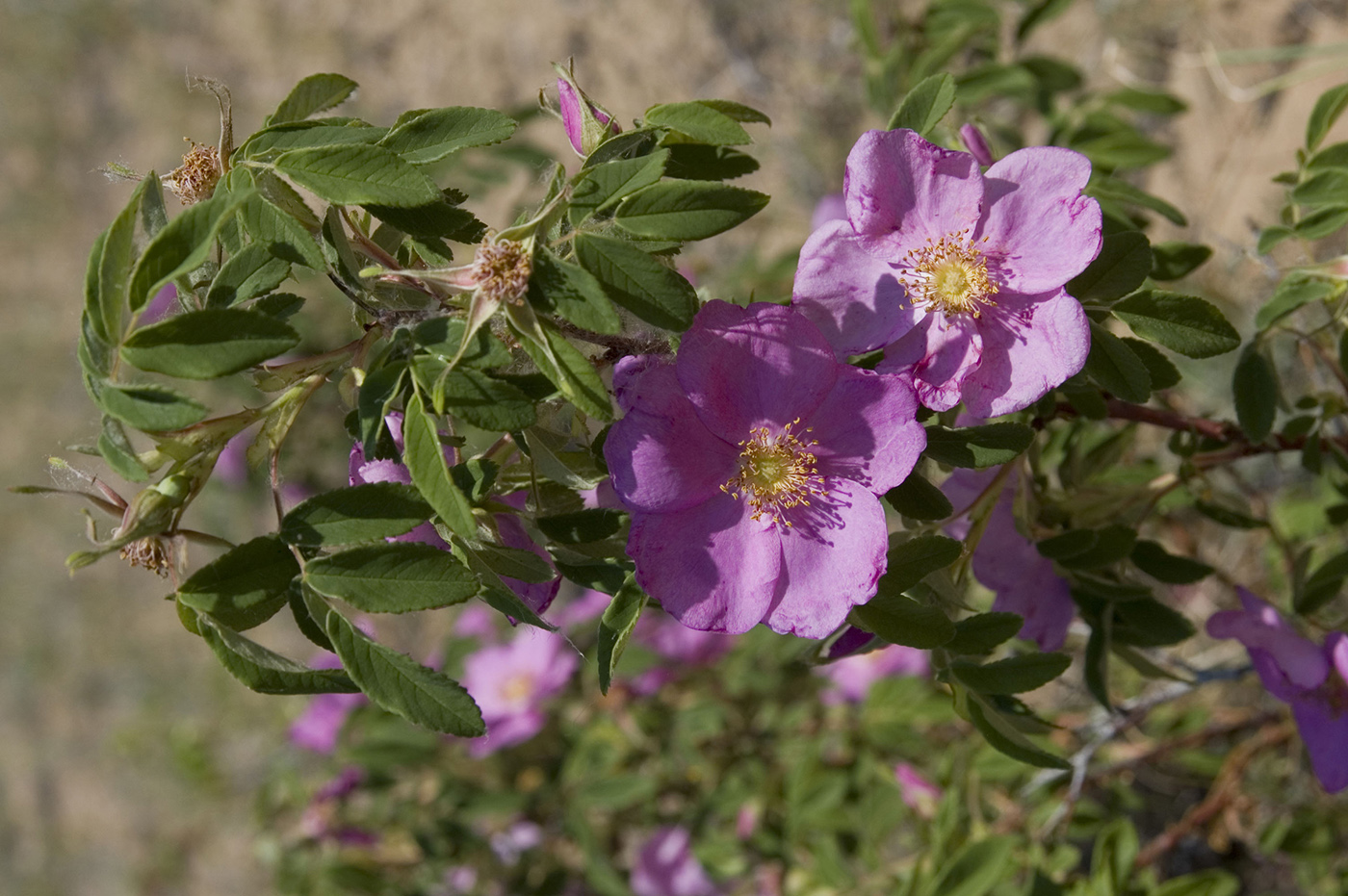 Image of Rosa davurica specimen.