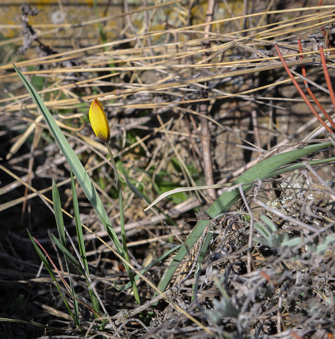 Image of Tulipa sylvestris specimen.