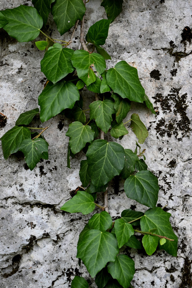 Изображение особи Hedera colchica.