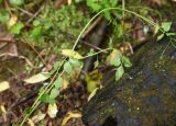 Cardamine dentata