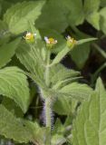 Galinsoga quadriradiata