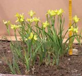 Iris pineticola