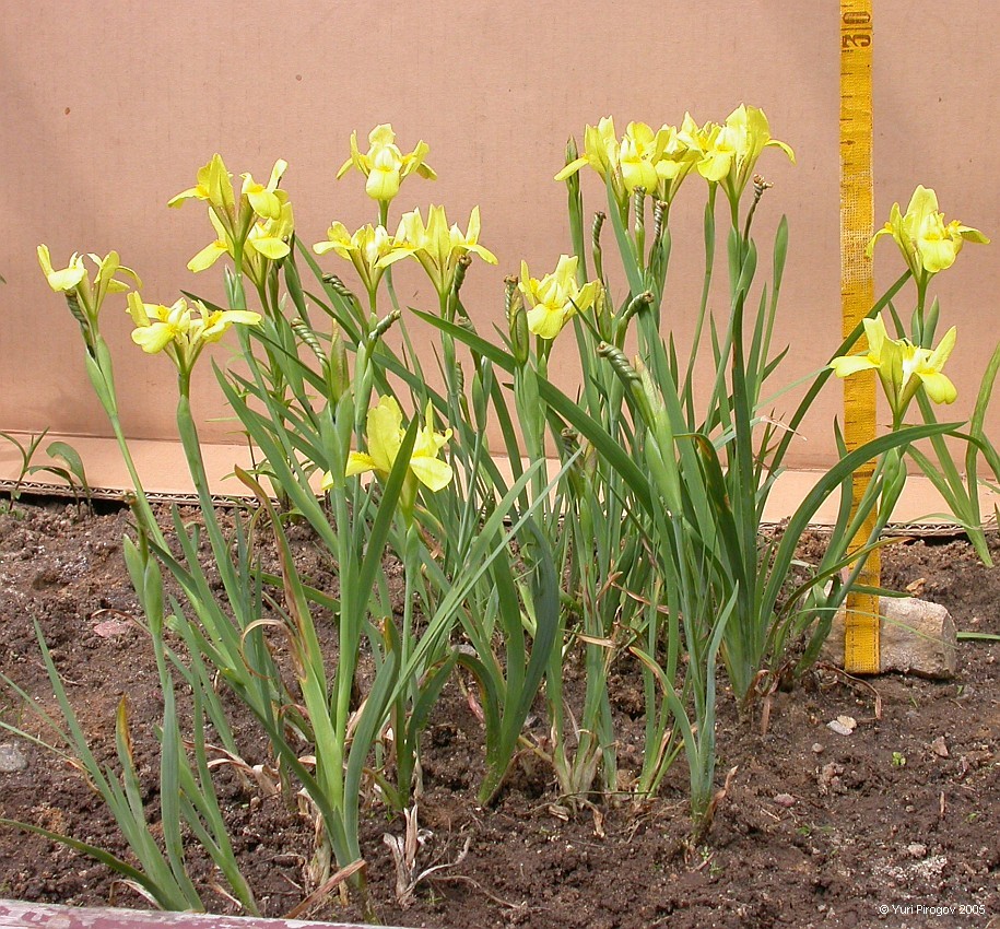 Image of Iris pineticola specimen.