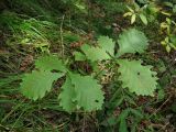 Quercus mongolica