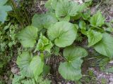 Valeriana alliariifolia