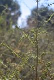 Artemisia subspecies glutinosa