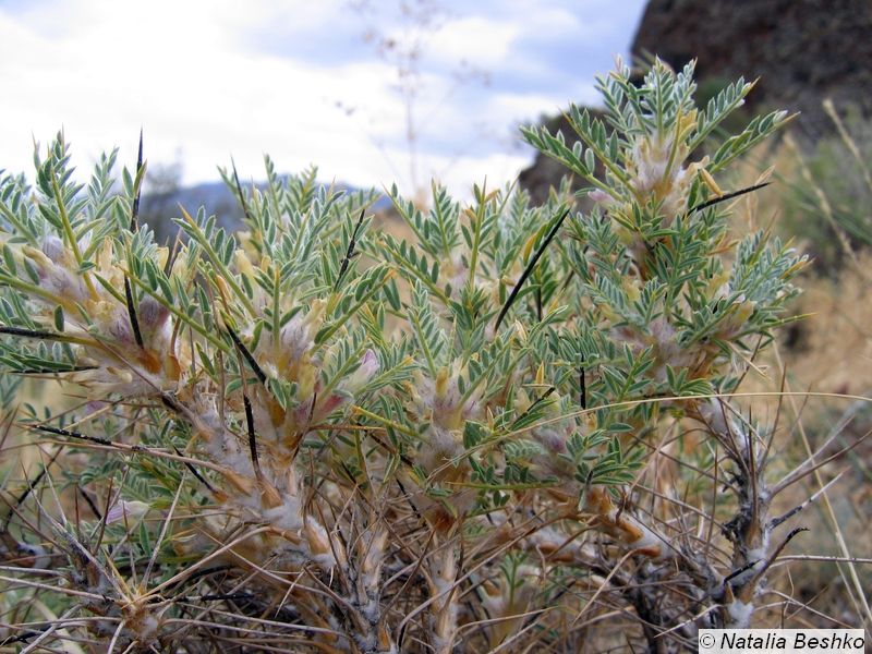 Image of Astragalus bactrianus specimen.