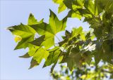 Platanus &times; acerifolia