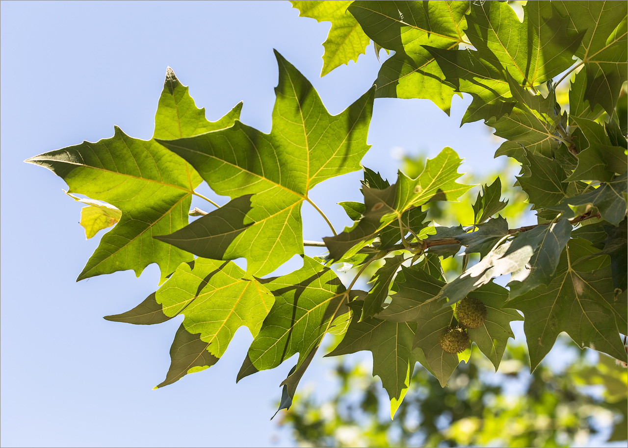 Изображение особи Platanus × acerifolia.