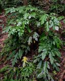 Heptapleurum delavayi