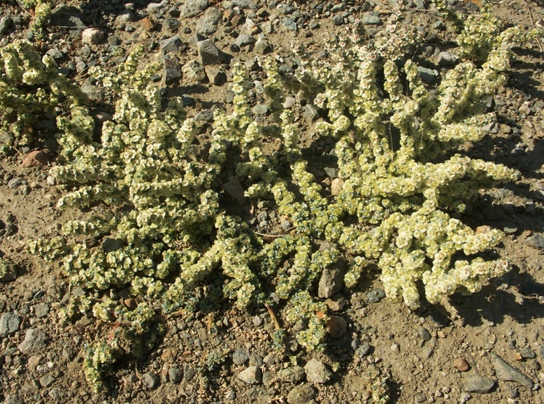 Image of Halogeton glomeratus specimen.