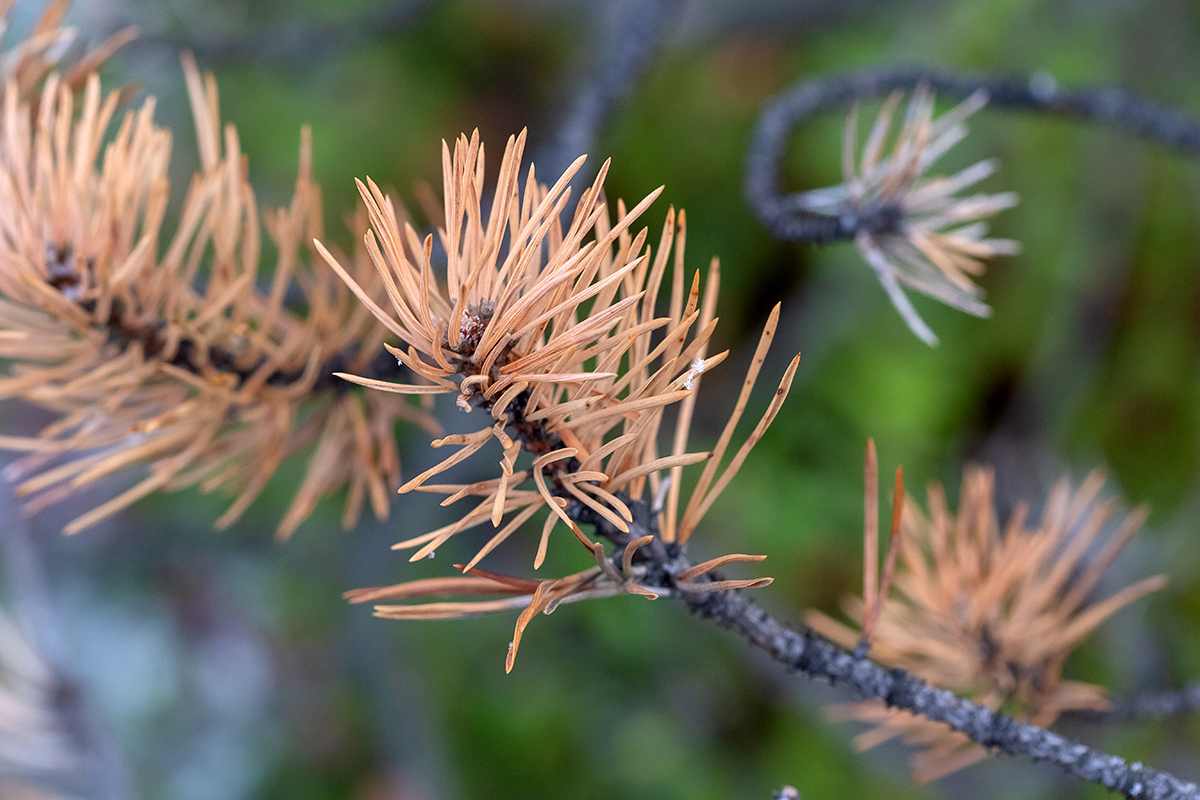 Изображение особи Pinus friesiana.