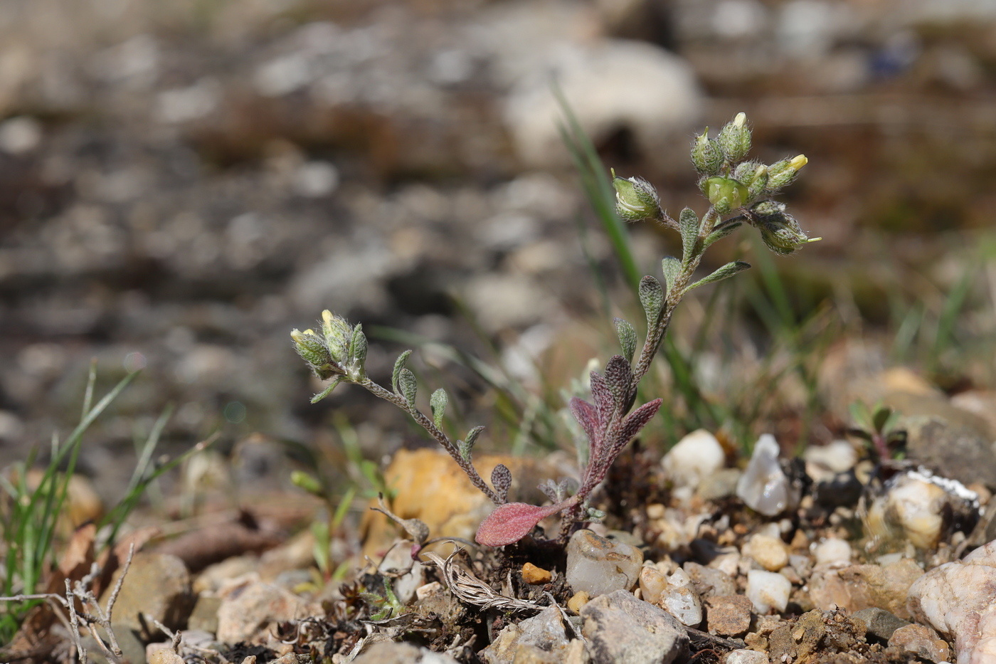 Изображение особи Alyssum smyrnaeum.