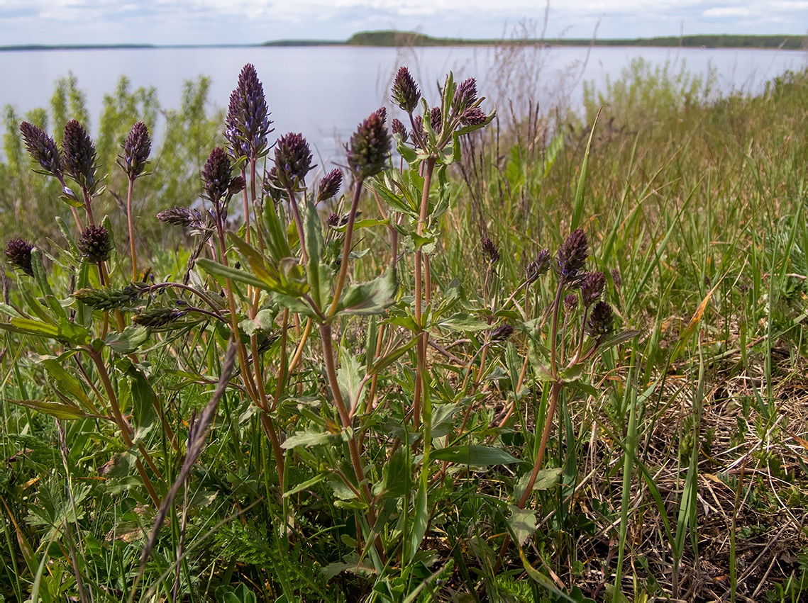 Изображение особи Veronica teucrium.