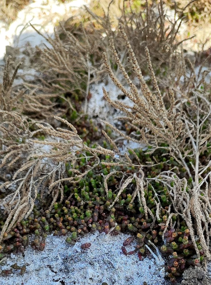 Изображение особи Salicornia europaea.