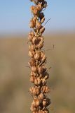 Veronica spuria