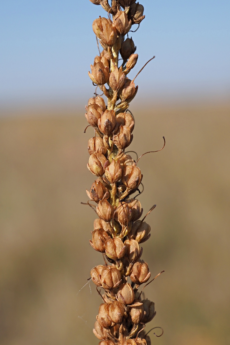 Image of Veronica spuria specimen.