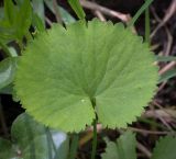 Ranunculus cassubicus. Лист с осыпавшейся пыльцой. Кунгурский р-н, окр. с. Плехановское, окр. оз. Осиновое, берёзовая роща. 25.05.2025.