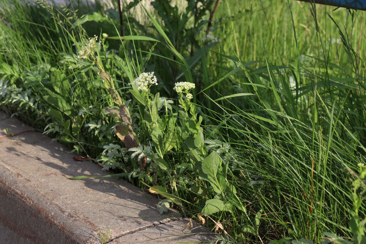 Image of Cardaria draba specimen.