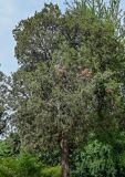 Juniperus chinensis. Крона взрослого дерева. Китай, пров. Цзянсу, г. Сучжоу, в культуре. 27.05.2025.