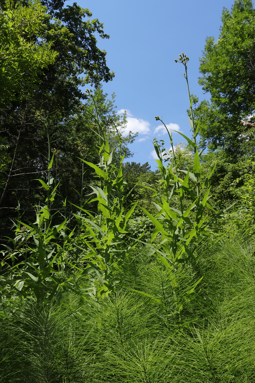 Image of Sonchus palustris specimen.