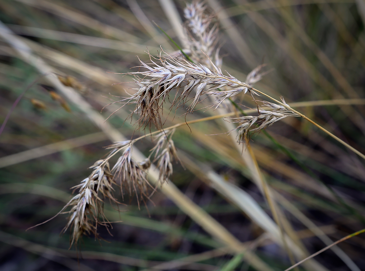 Image of Poa bulbosa specimen.