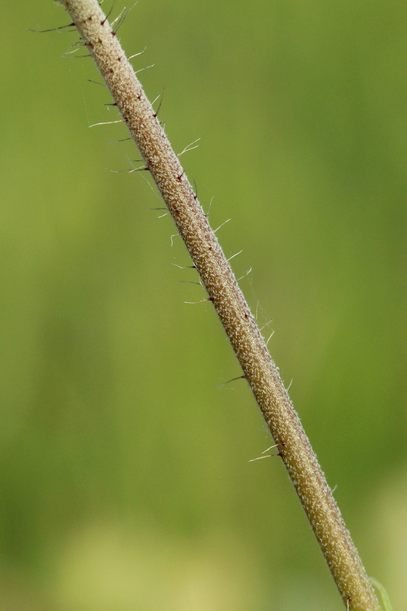 Image of genus Pilosella specimen.