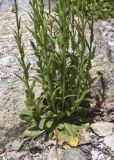 Arabis hirsuta