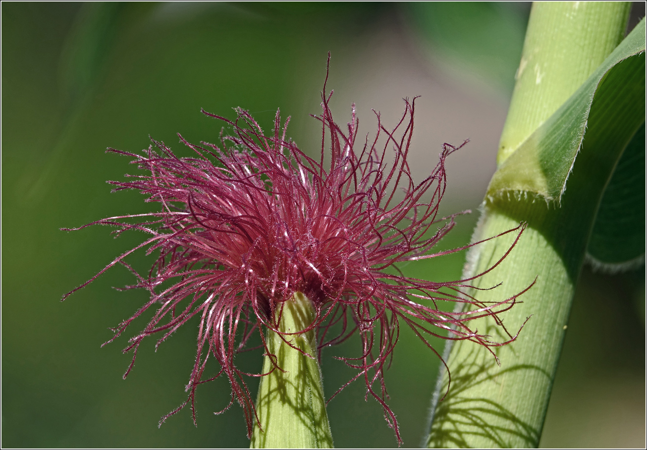 Image of Zea mays specimen.