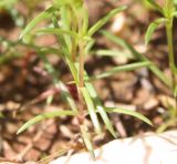 Minuartia hybrida. Нижняя часть побега. Израиль, г. Кармиэль, городской парк, на камне у пруда. 13.02.2011.