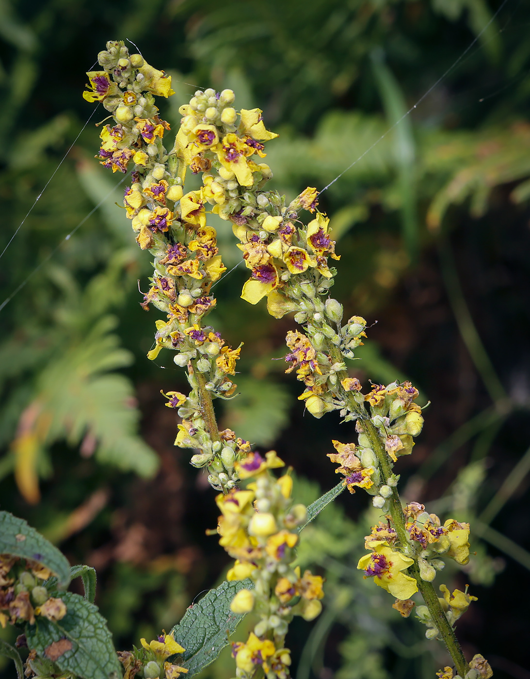 Image of Verbascum nigrum specimen.