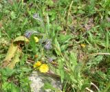 Cynoglossum officinale. Верхушка расцветающего растения. Кабардино-Балкария, Эльбрусский р-н, дол. р. Адылсу, 1 км ниже альплагеря \"Джантуган\", луг. 17 июня 2025 г.