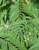 род Albizia. Части листьев. Испания, Галисия, пров. Понтеведра, г. Кангас. Июль.