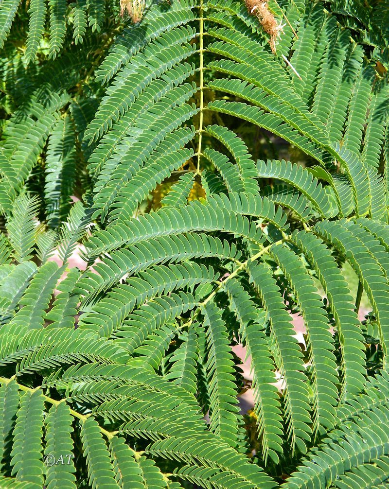 Изображение особи Albizia julibrissin.