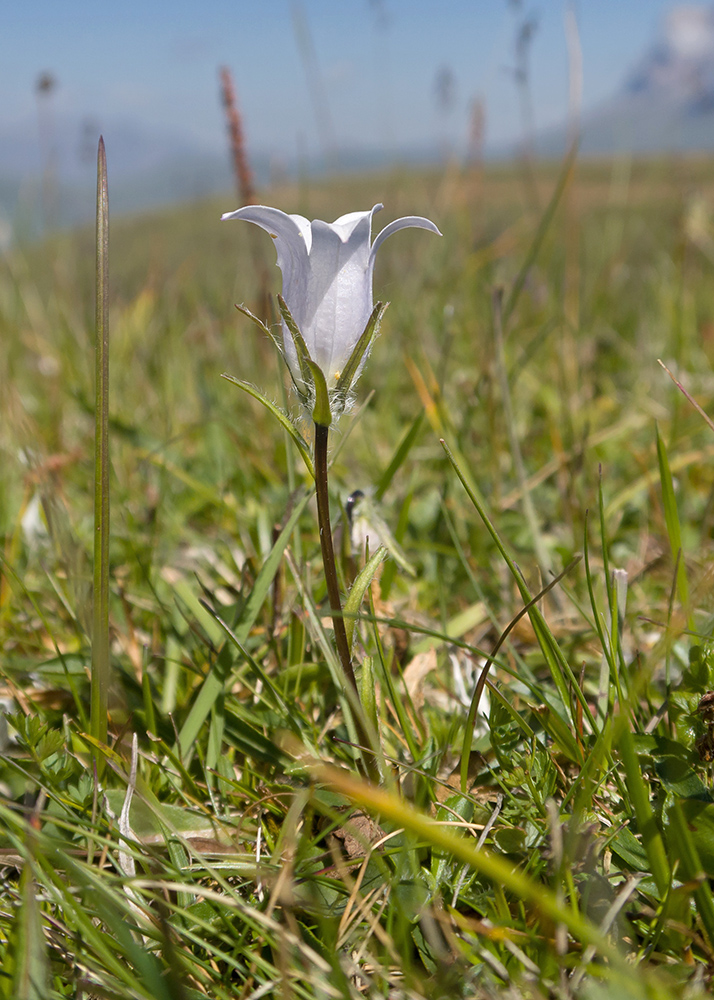 Image of Campanula ciliata specimen.