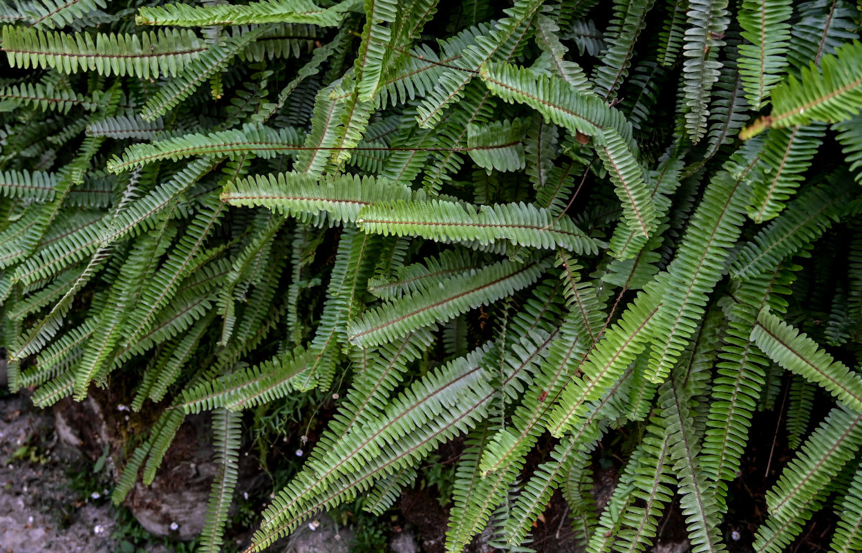 Image of Nephrolepis cordifolia specimen.