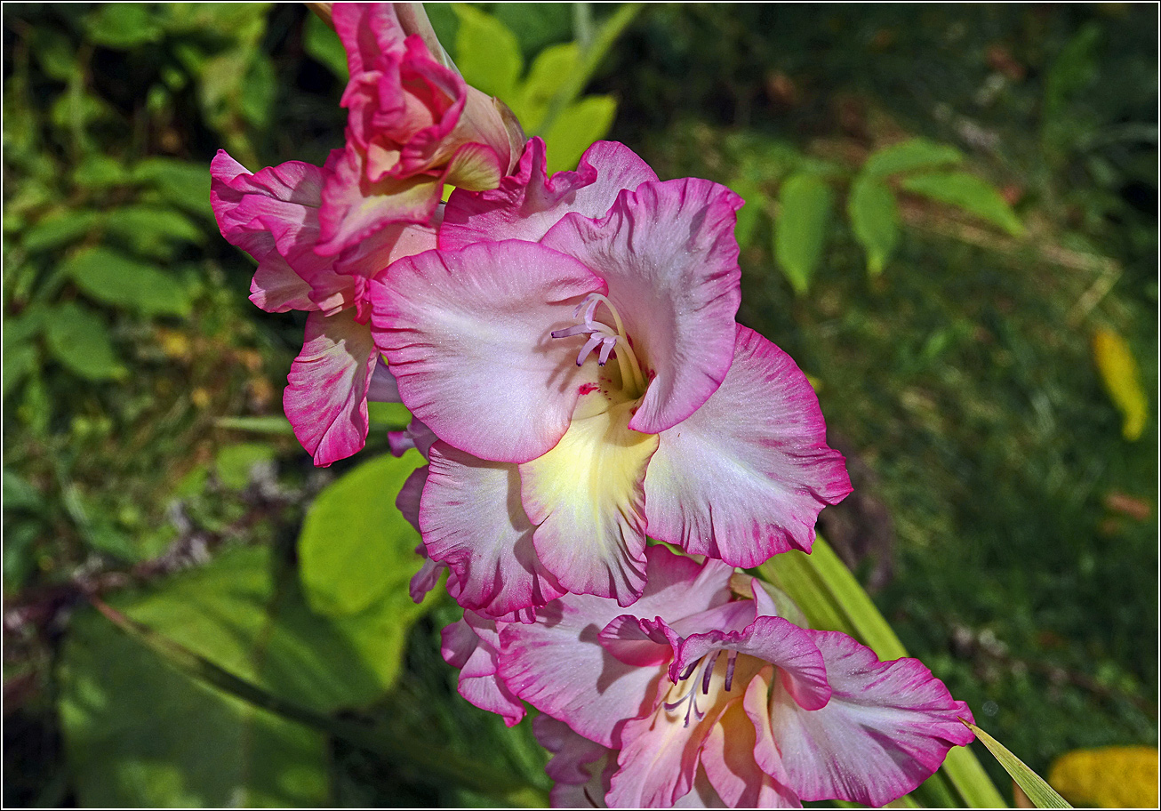 Изображение особи Gladiolus &times; gandavensis.